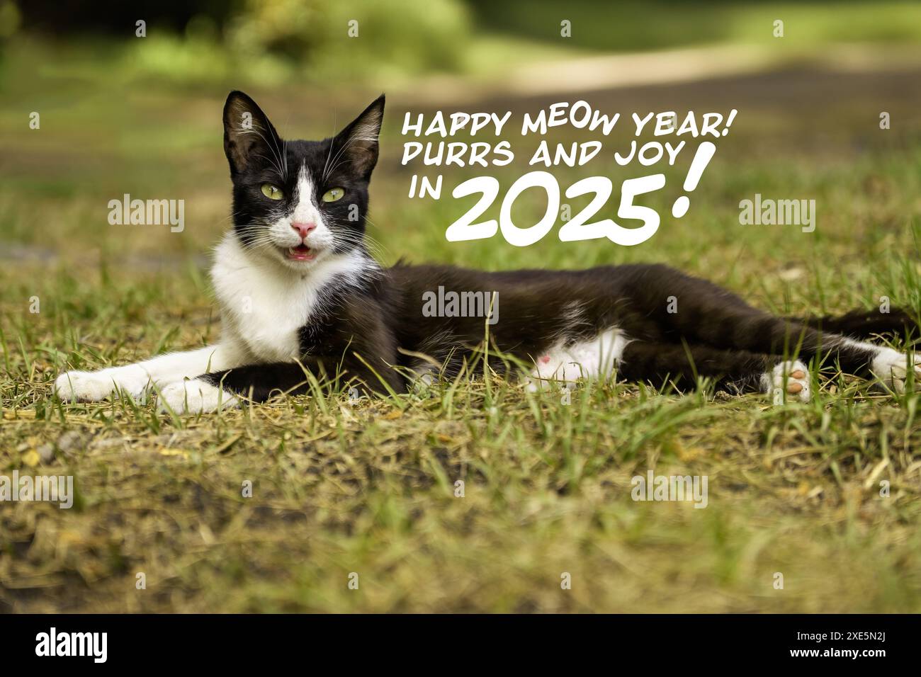 A cute black and white cat lying on the grass with a festive greeting “Happy Meow Year! Purrs and Joy in 2025!” written beside it, outdoor setting, ce Stock Photo