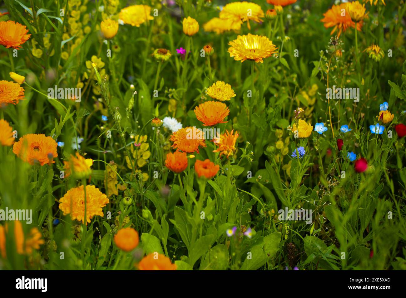 Mixture of wildflowers hi-res stock photography and images - Alamy