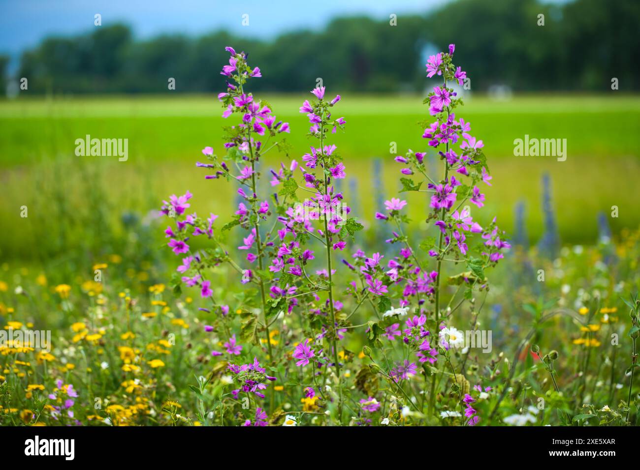 Bees seeds wildflowers hi-res stock photography and images - Alamy
