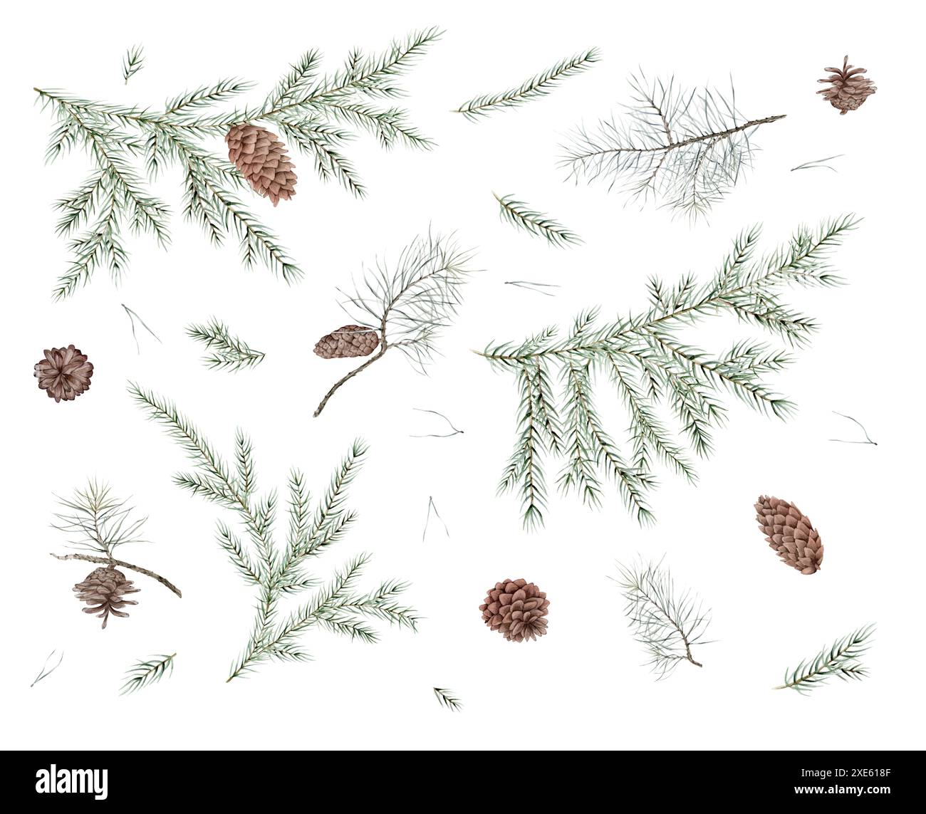 Watercolor set of Christmas tree and pine branches, needle. Hand ...