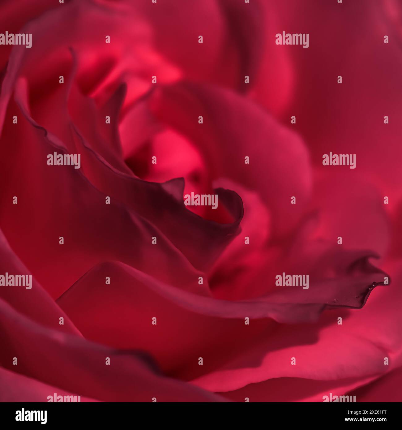 Abstract background red rose petals hi-res stock photography and images ...
