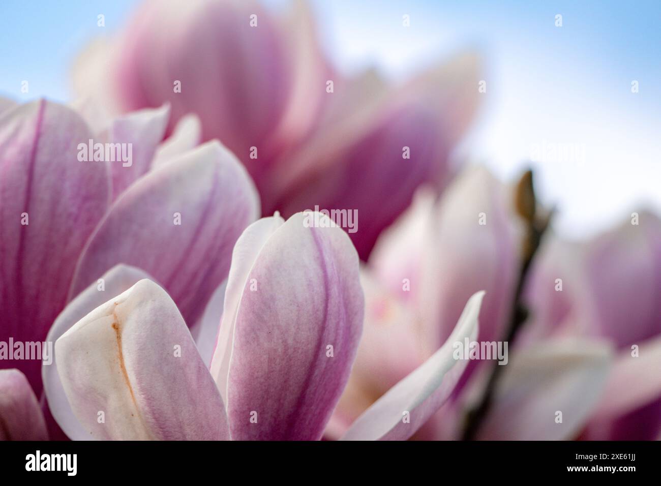 Magnolia Sulanjana flowers with petals in the spring season. beautiful ...