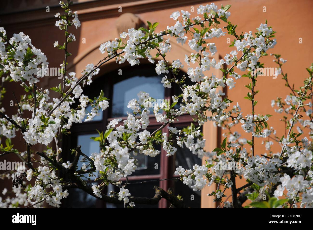 Prunus cerasus, sour cherry Stock Photo