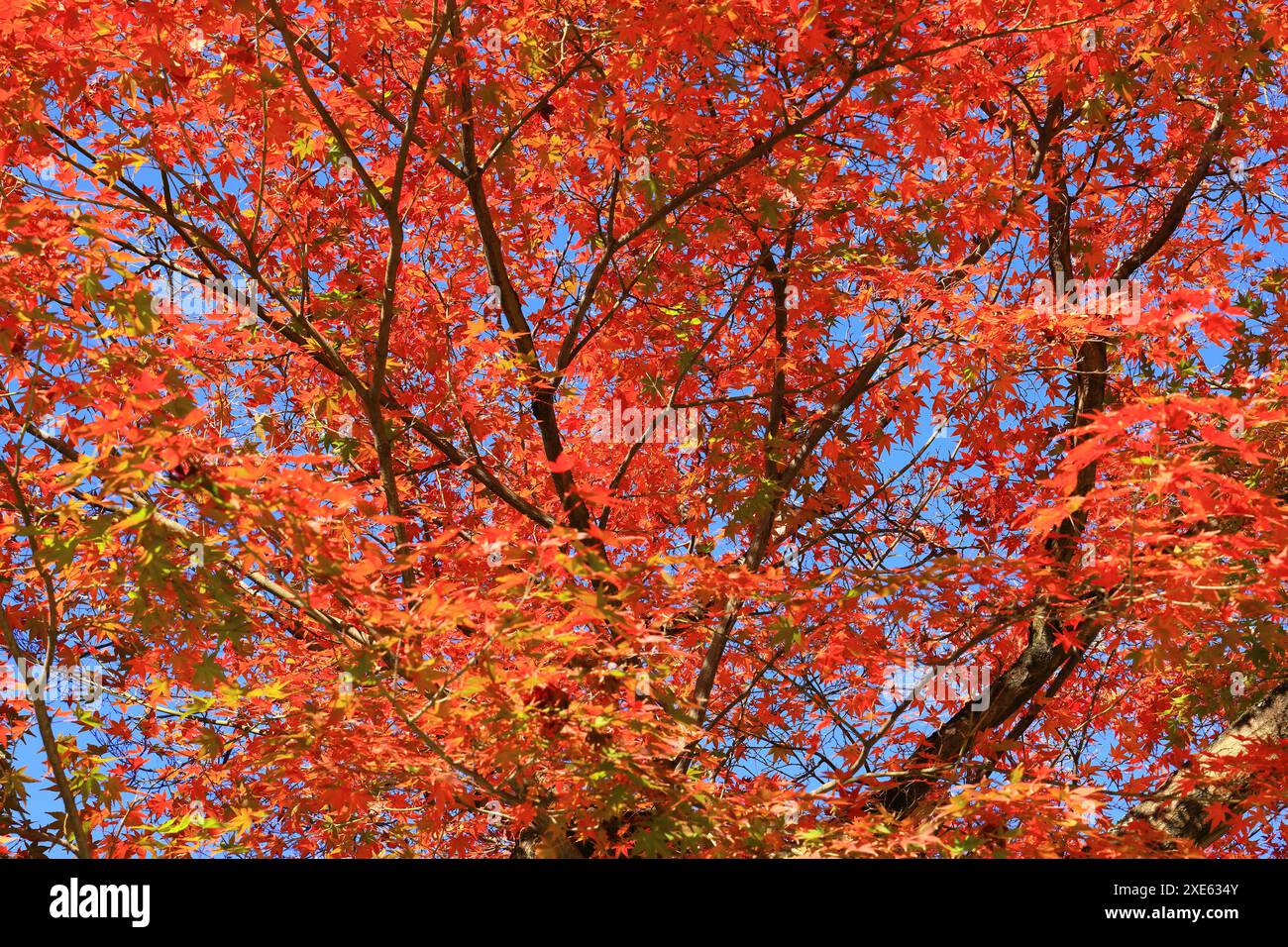 3 maple leaves hi-res stock photography and images - Alamy