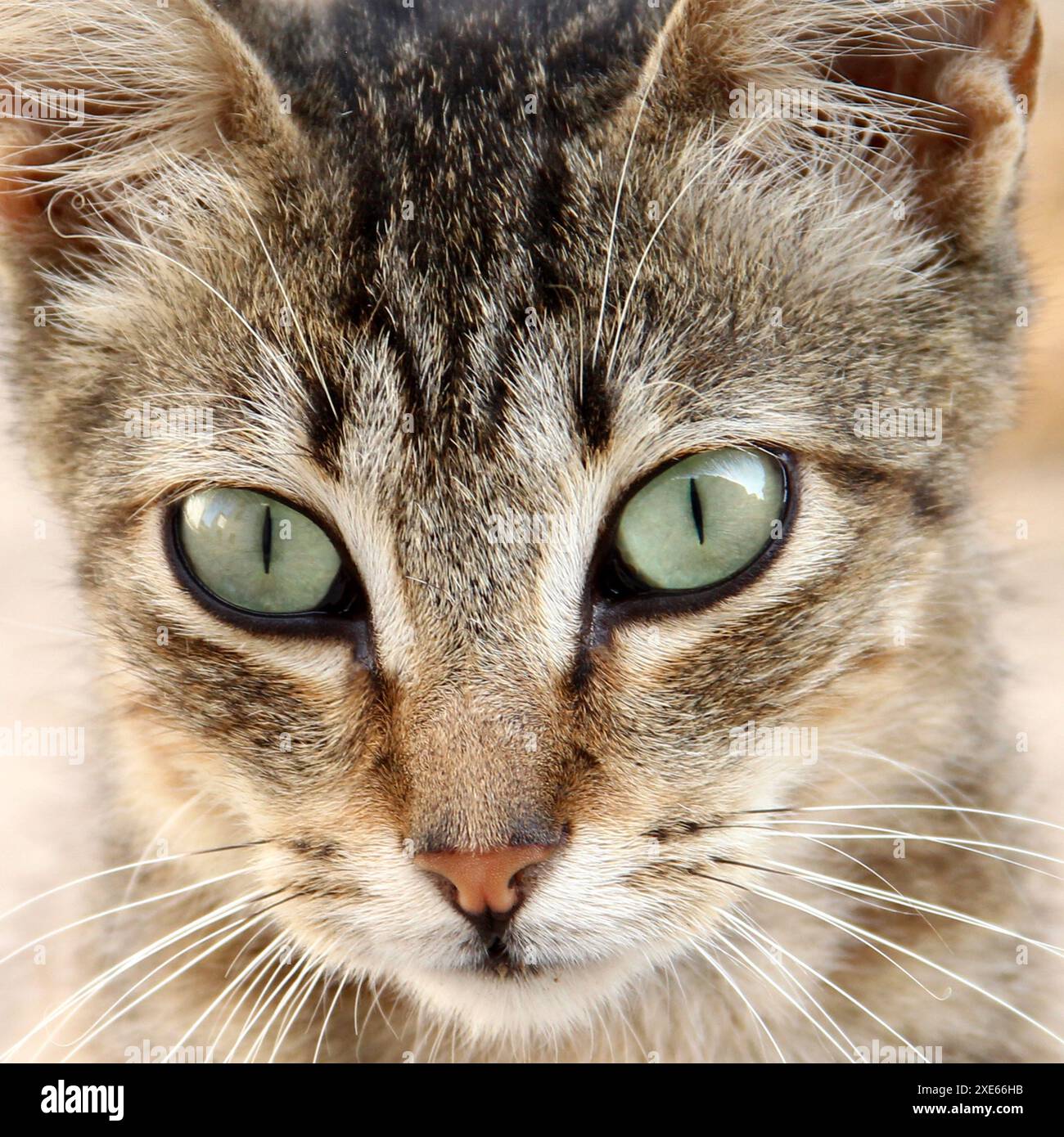 Domestic cat. Portrait of tabby adult cat. Spain Stock Photo - Alamy