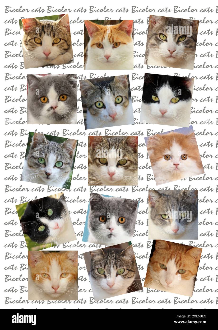 Domestic cat. Portraits of bicolor cats with on writing Stock Photo