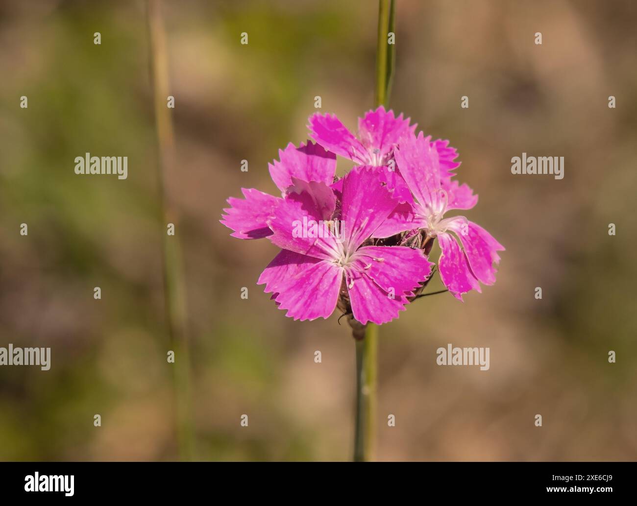 Karthäuser Nelke 'Dianthus carthusianorum' Stock Photo Alamy