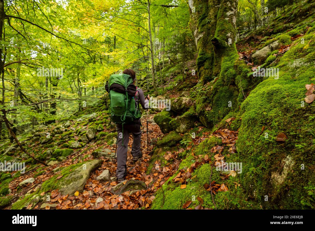 Bosque de aire hi-res stock photography and images - Alamy