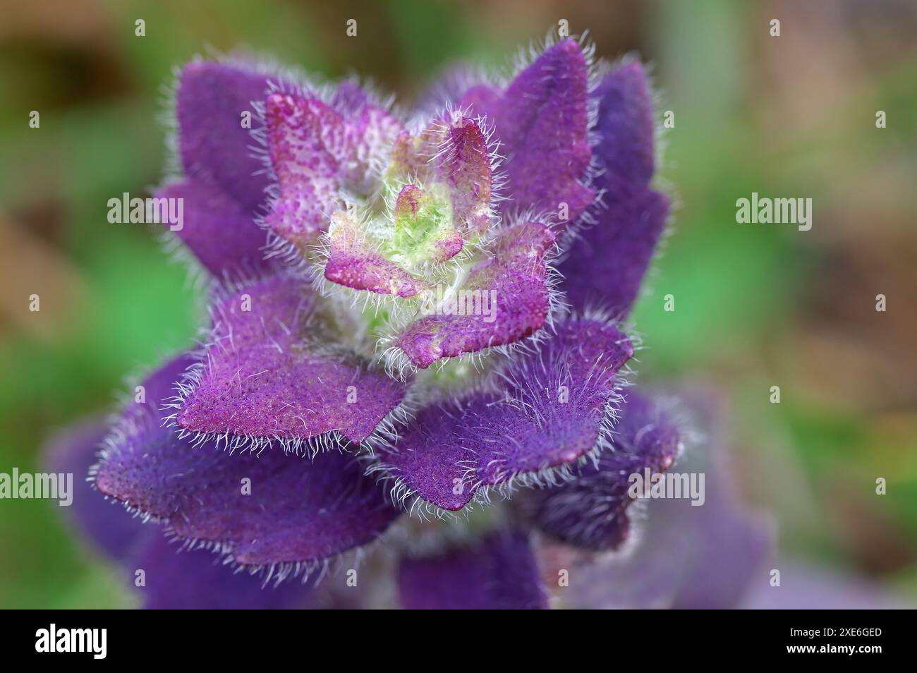 Pyramidal Bugle (Ajuga pyramidalis), inflorescence. Tyrol, Austria Stock Photo