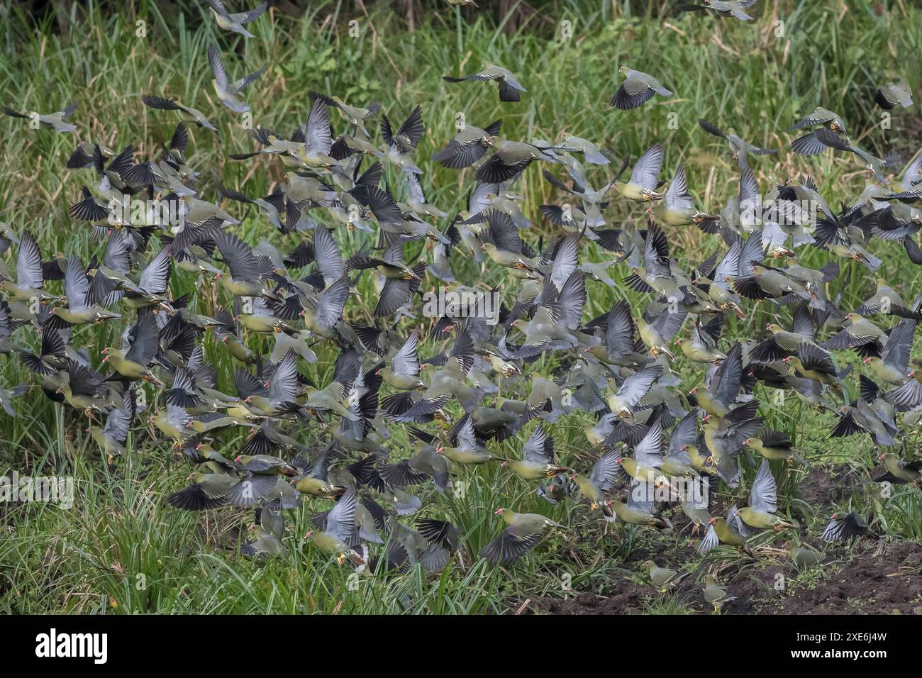 African Green Pigeon (Treron calvus). Huge swarm in a jungle clearing ...