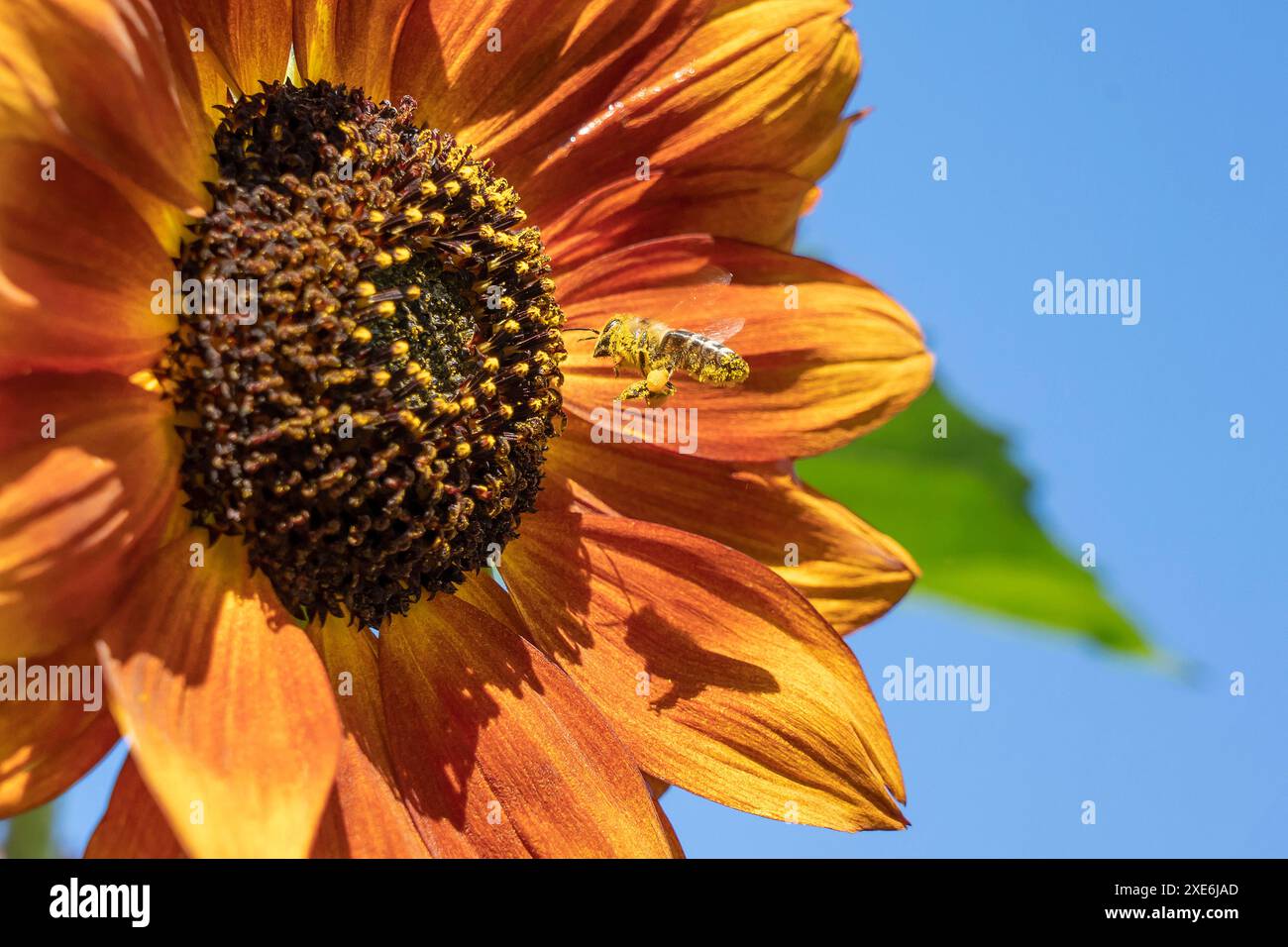Bee pollen sunflower flying hi-res stock photography and images - Alamy