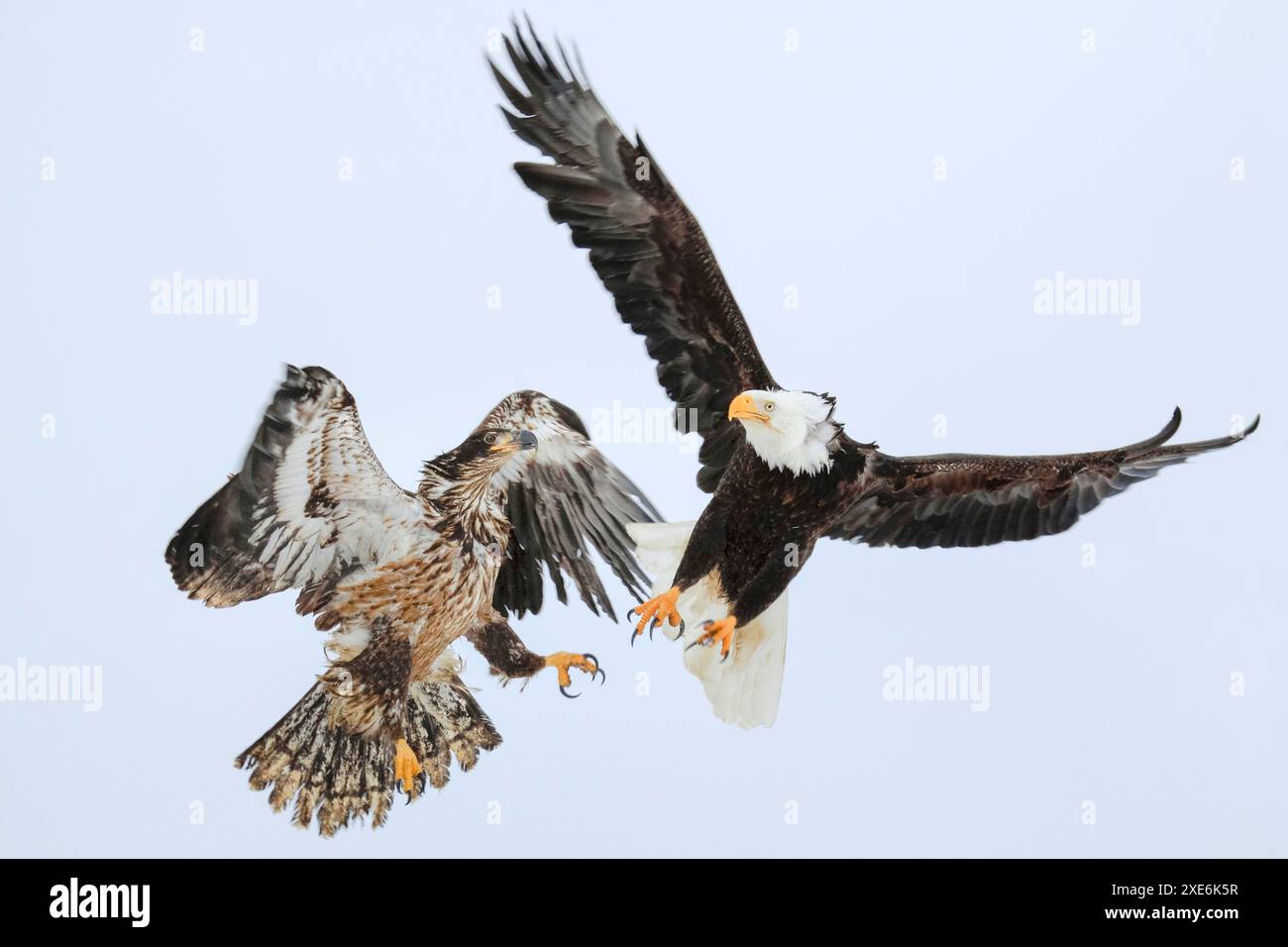 Bald Eagle (Haliaeetus leucocephalus). Immature and adult fighting in the air Homer, Kenai Peninsula, Alaska, USA Stock Photo