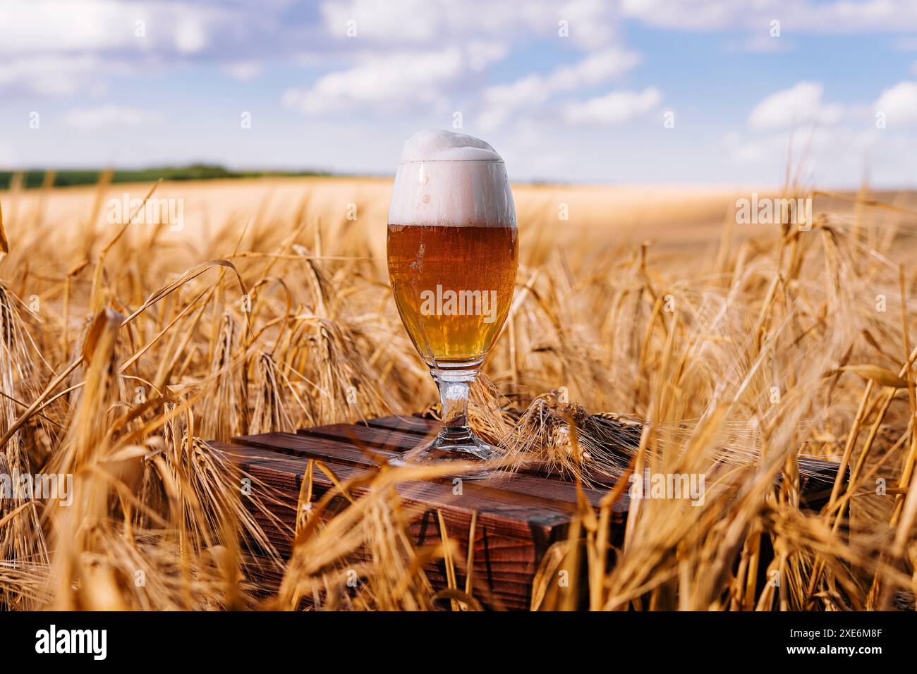 Glass light unfiltered beer hi-res stock photography and images - Alamy