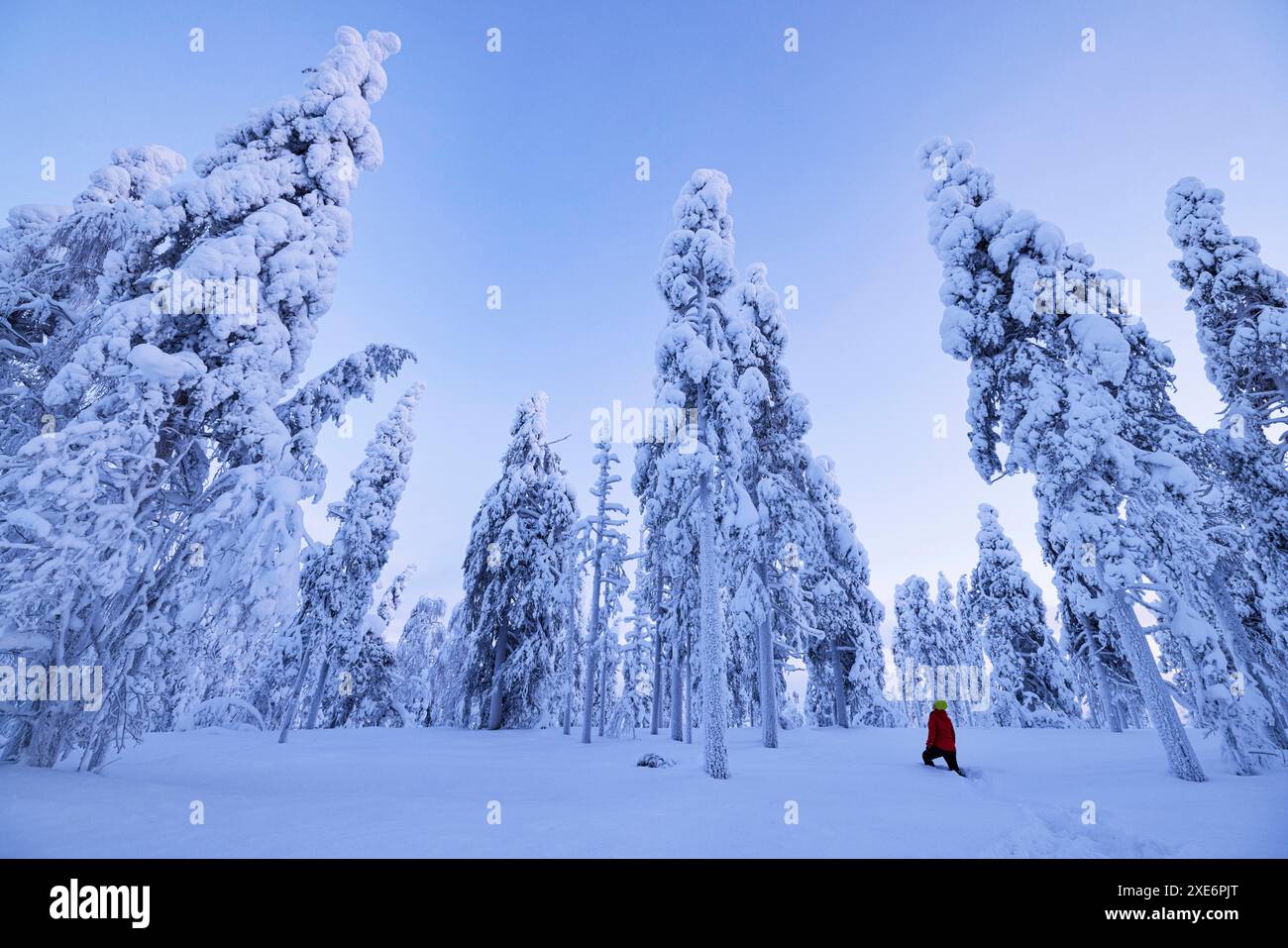 Forest Near Rovaniemi Rovanie hi-res stock photography and images - Alamy