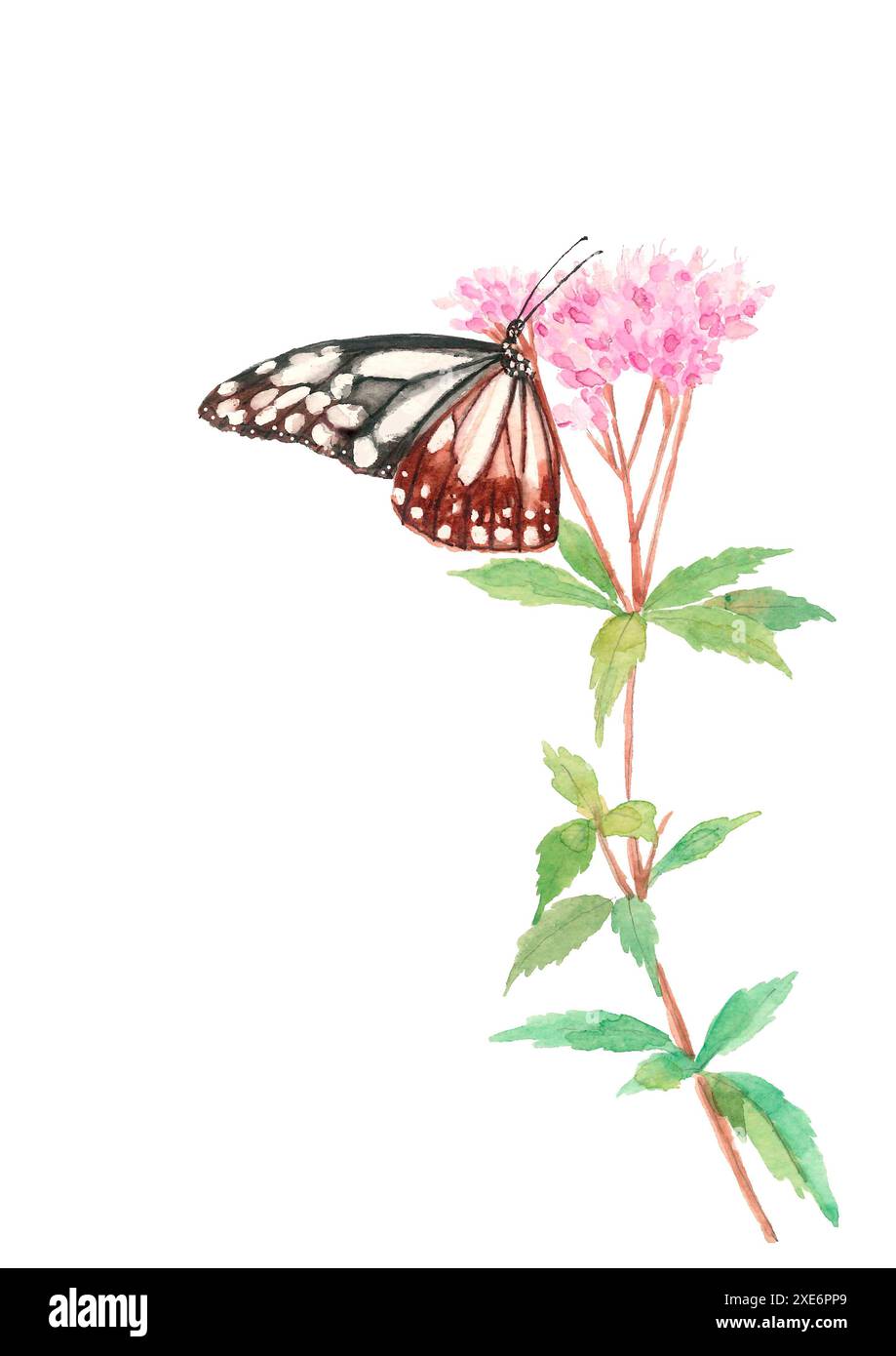Clip art of a watercolour Japanese buttercup Clip art of an arabid ...