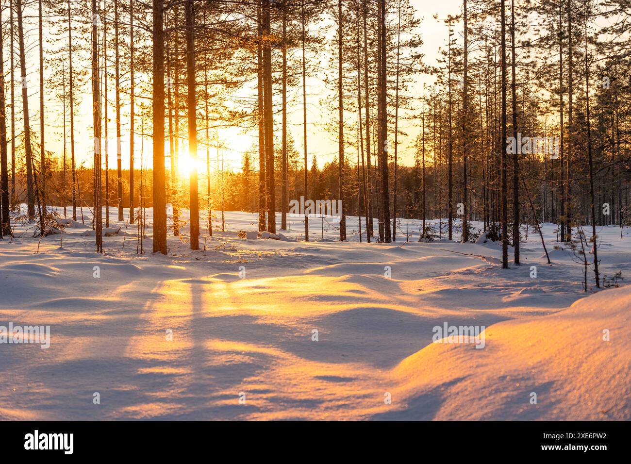 Forest Near Rovaniemi Rovanie hi-res stock photography and images - Alamy