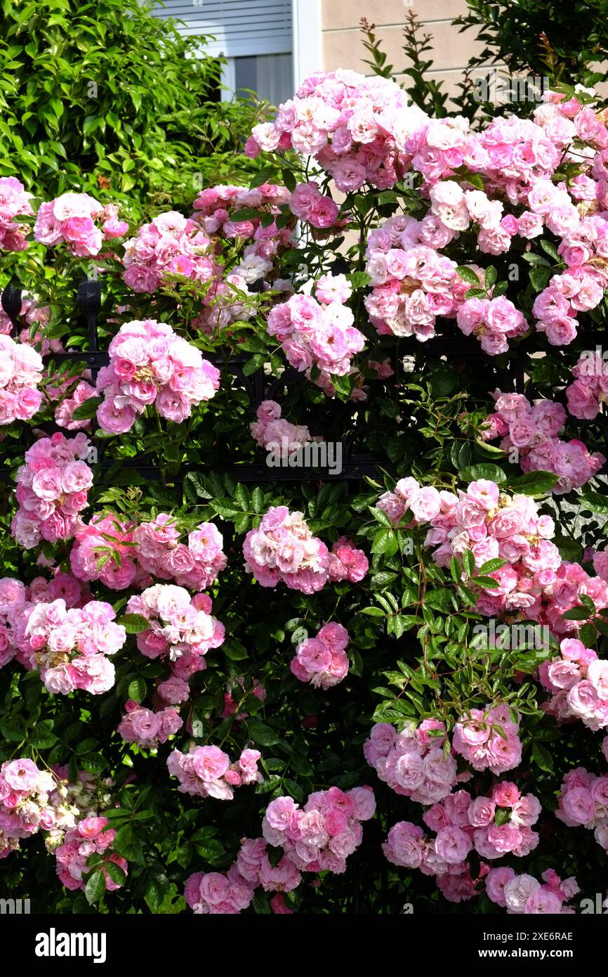 Climbing rose hi-res stock photography and images - Alamy
