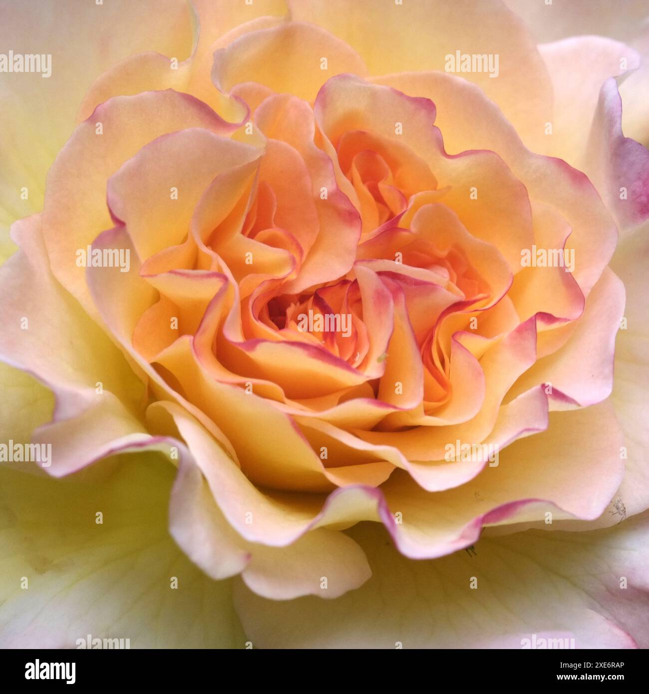 One blossom hi-res stock photography and images - Alamy