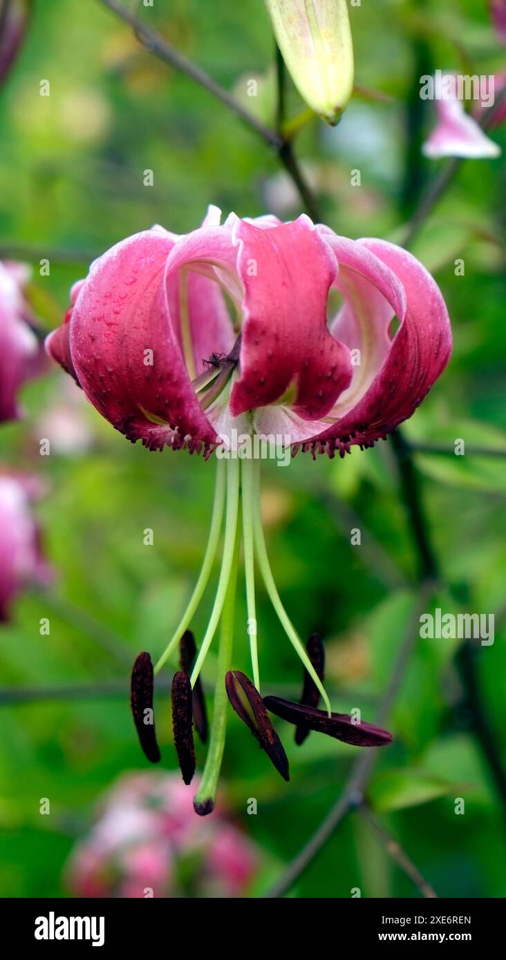 Turk's-cap lily, martagon lily Stock Photo - Alamy