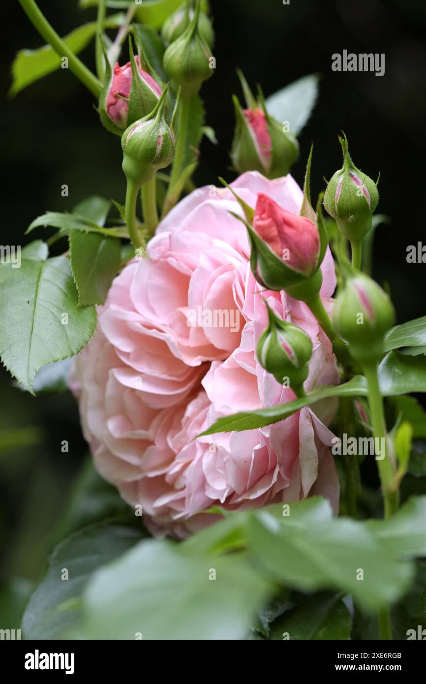 Scented summer rose hi-res stock photography and images - Alamy
