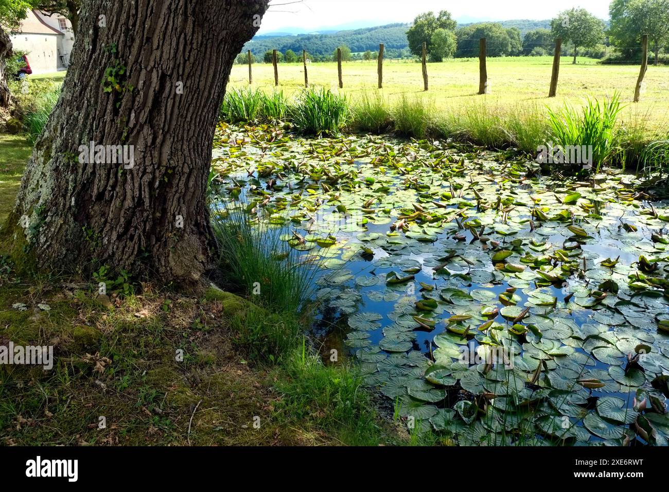 Water lily pond Stock Photo - Alamy