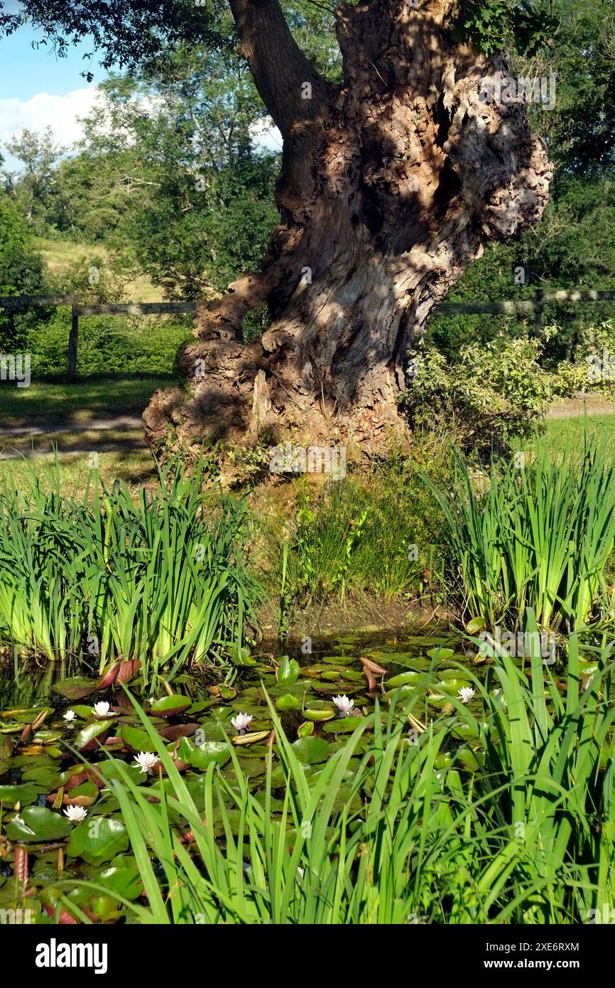 Water lily pond hi-res stock photography and images - Alamy Water lily pond hi-res stock photography and images - Alamy