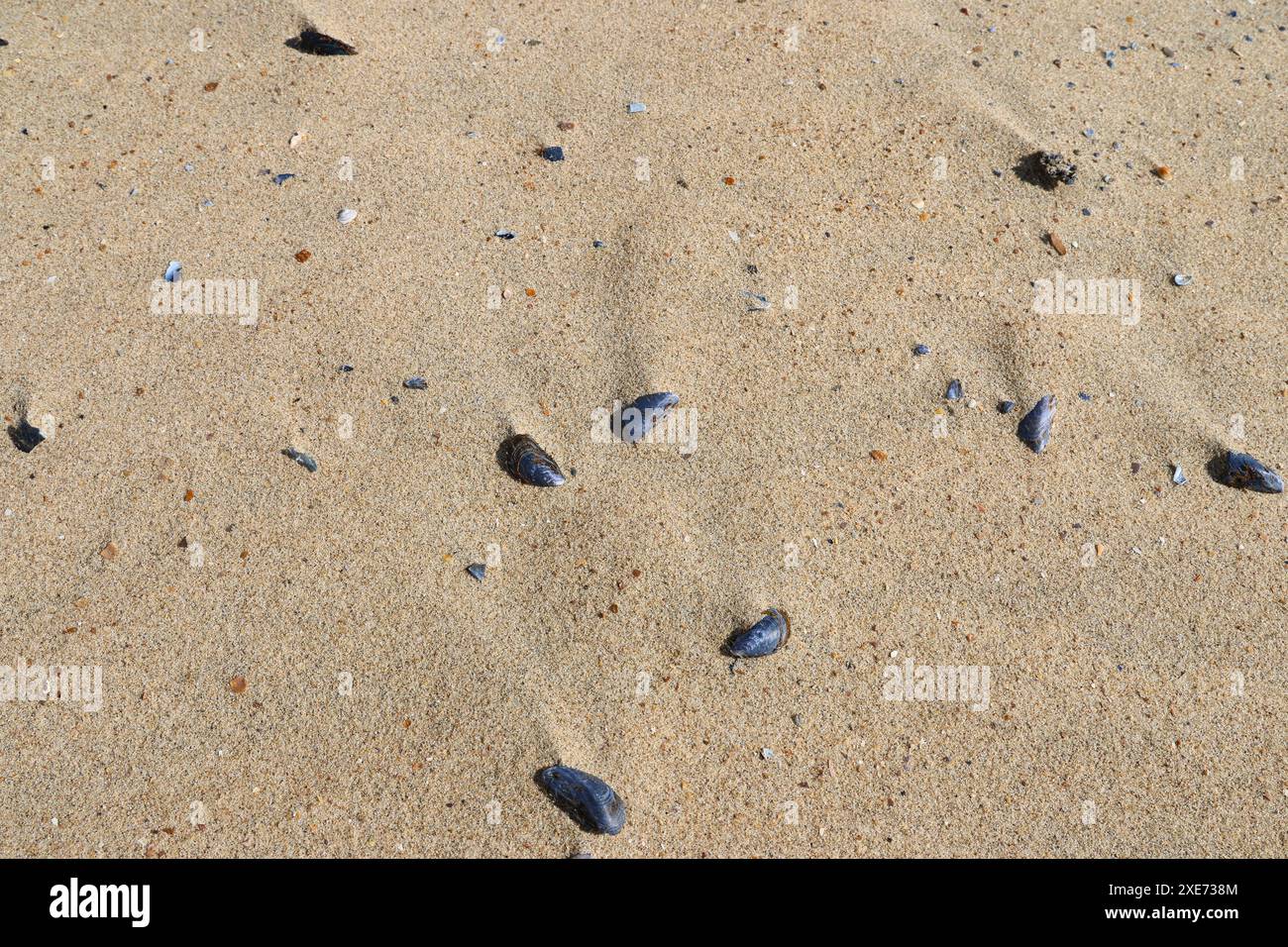 Seashells on the beach sand Stock Photo
