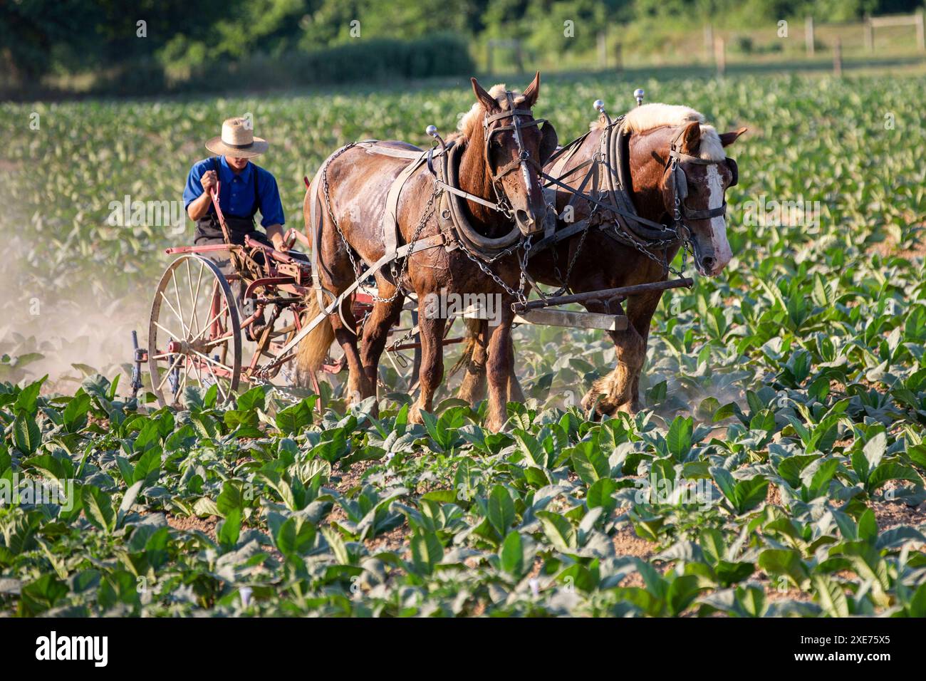 amish chewing tobacco A team of horses pulls an Amish farmer riding a cultivator to remove weeds  from a three-week-old tobacco crop in Lancaster, Pennsylvania, on Friday,  June 21, 2024. There are 3,140 acres of