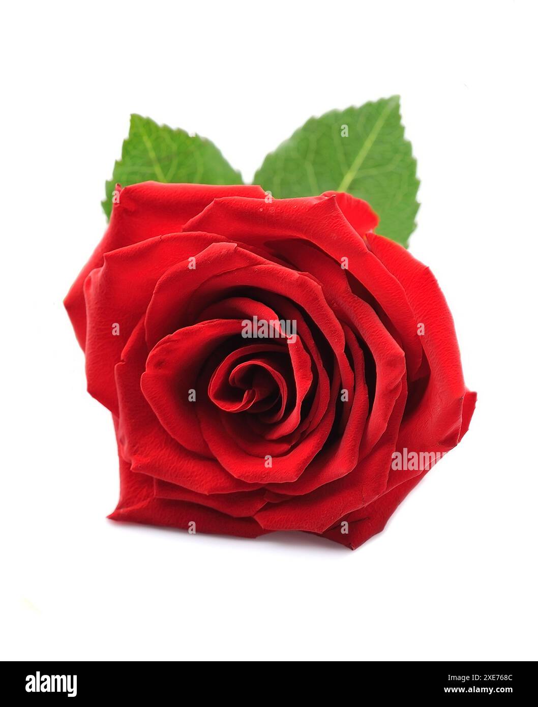 Red rose. Stock Photo