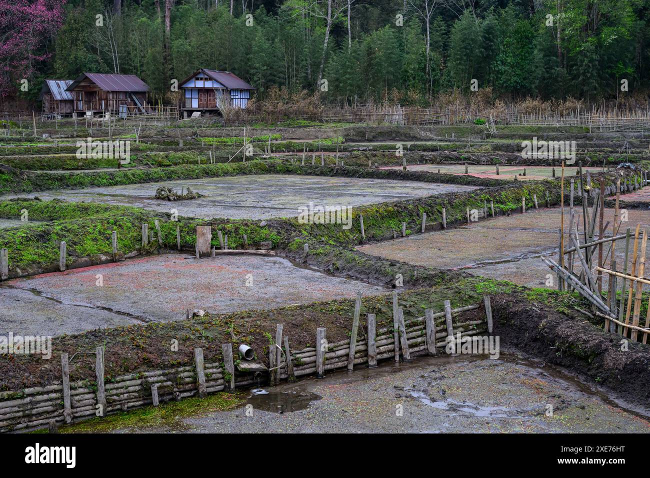 Nursery Rice Paddy Fields, Ziro Valley, Arunachal Pradesh, India, Asia Stock Photo