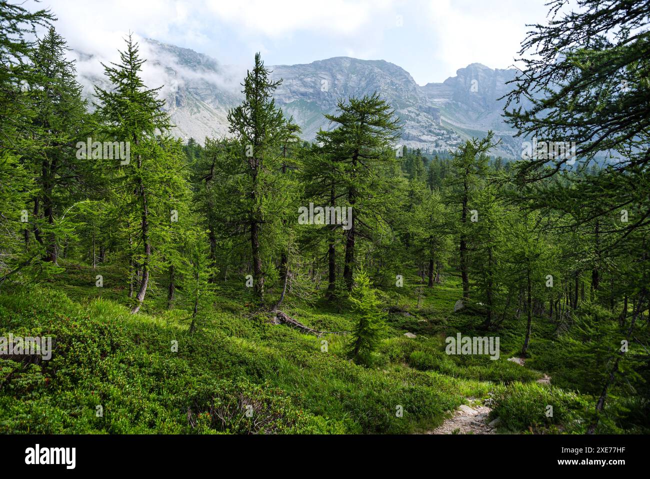 Green lush pine forest hi-res stock photography and images - Alamy