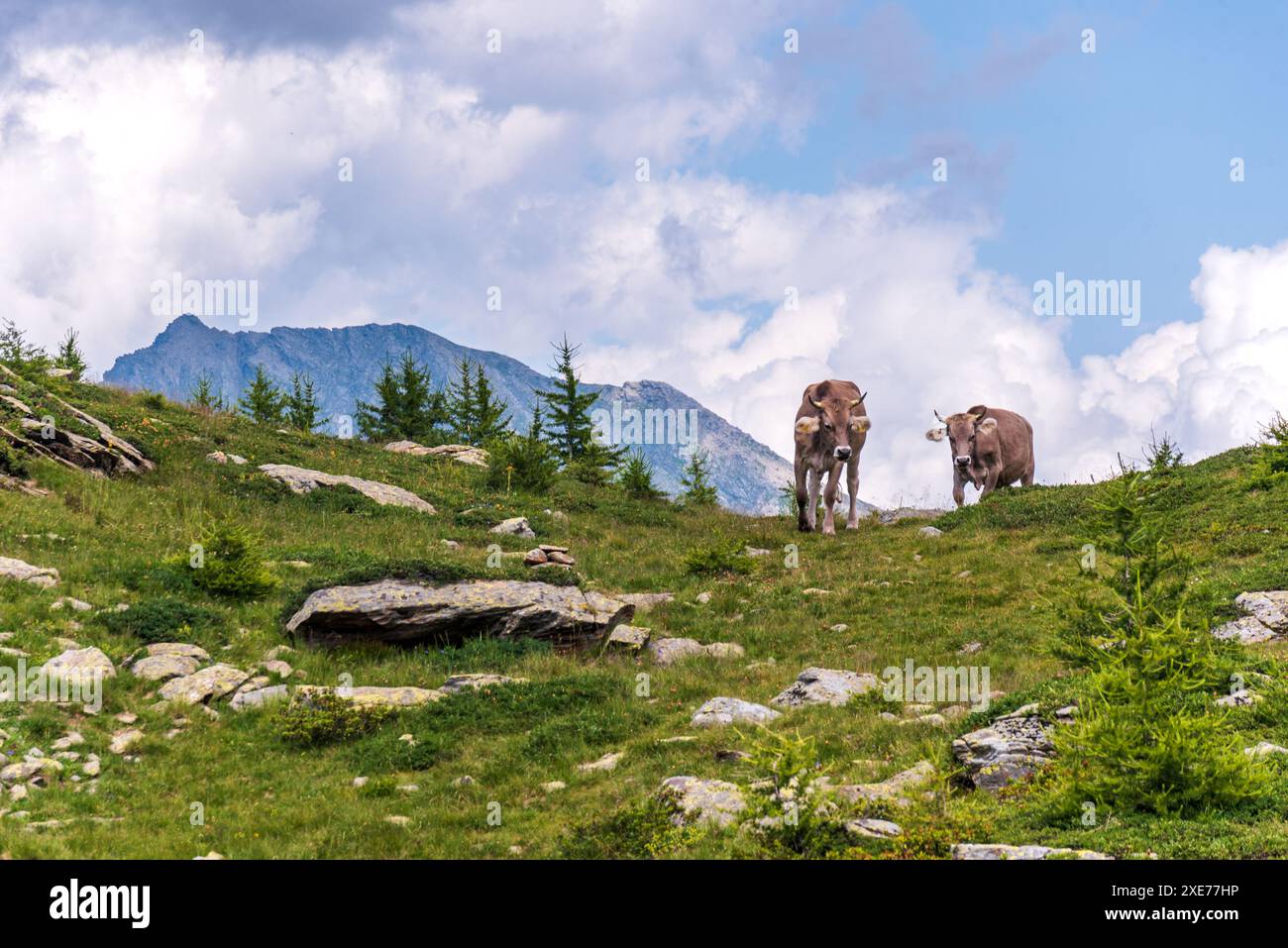Cows on a green hill in front of alpine mountain, Alps of Italy and ...
