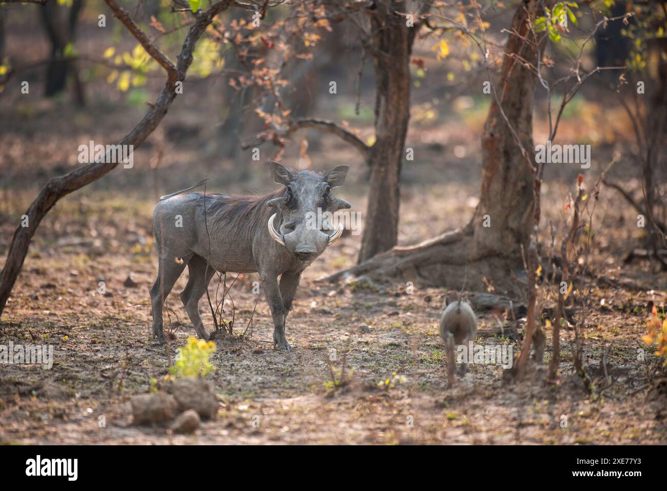 Aardvarks hi-res stock photography and images - Alamy