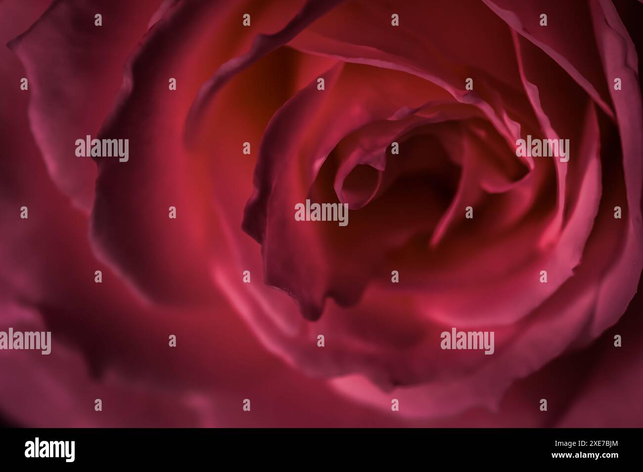 Red rose flower with petals hi-res stock photography and images - Alamy