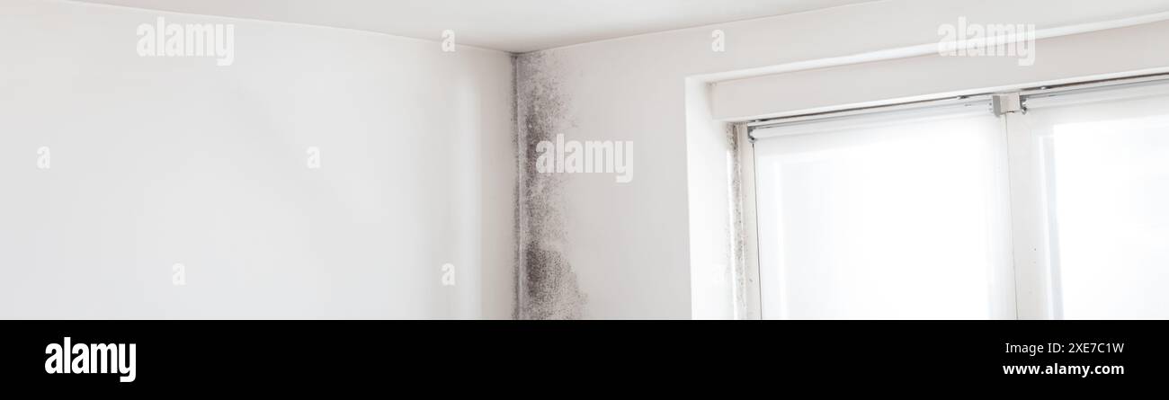 Can Roof Leak Cause Mold - Frontier Foam