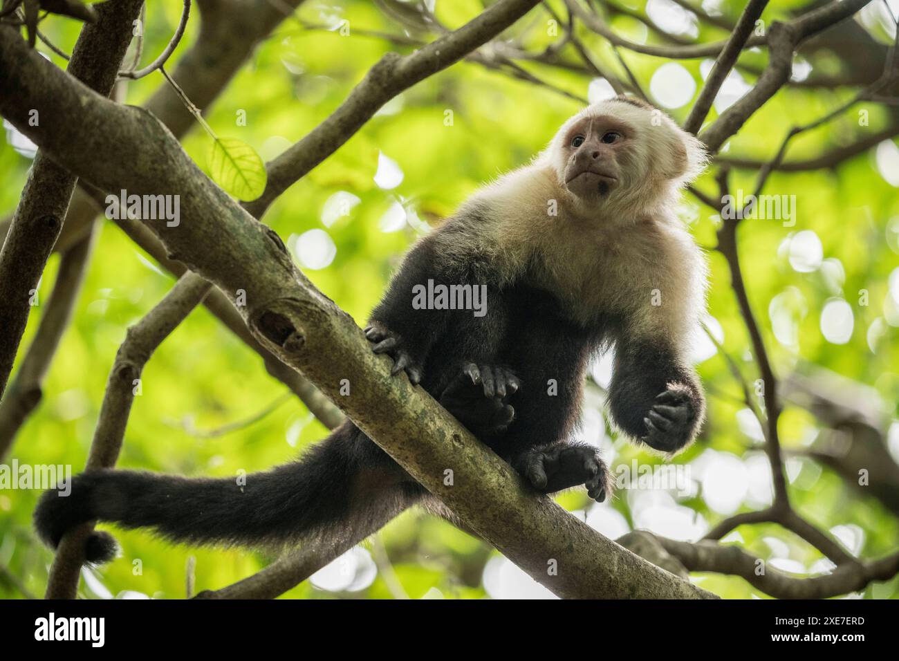 Capuchin Monkey, Reserva de Biosfera Ometepe, Ometepe Island, Rivas ...