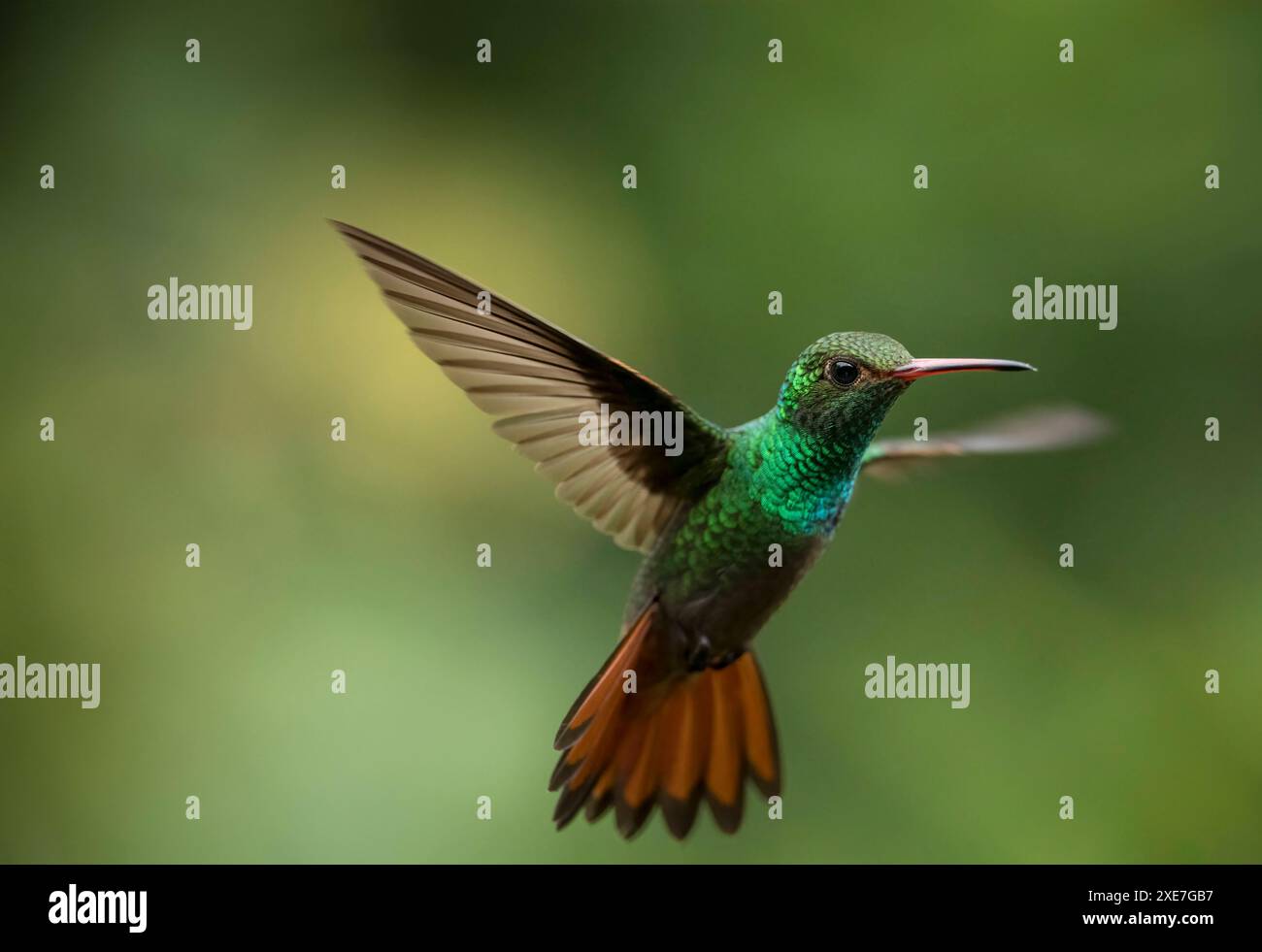 Rufous-tailed Hummingbird, Lowland rainforest, Sarapiqui, Costa Rica ...