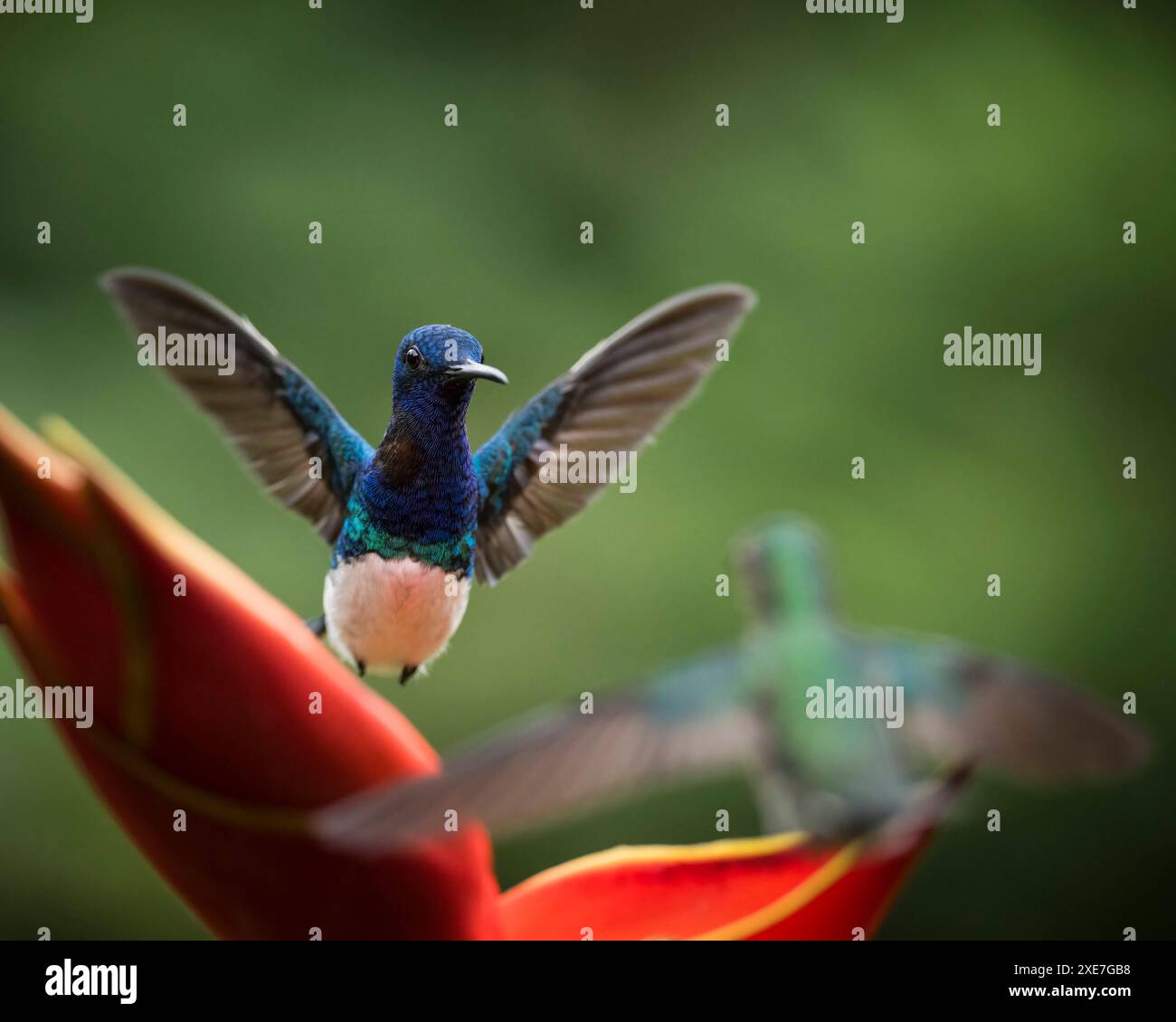 White-necked Jacobin Male Hummingbird, Lowland rainforest, Sarapiqui ...