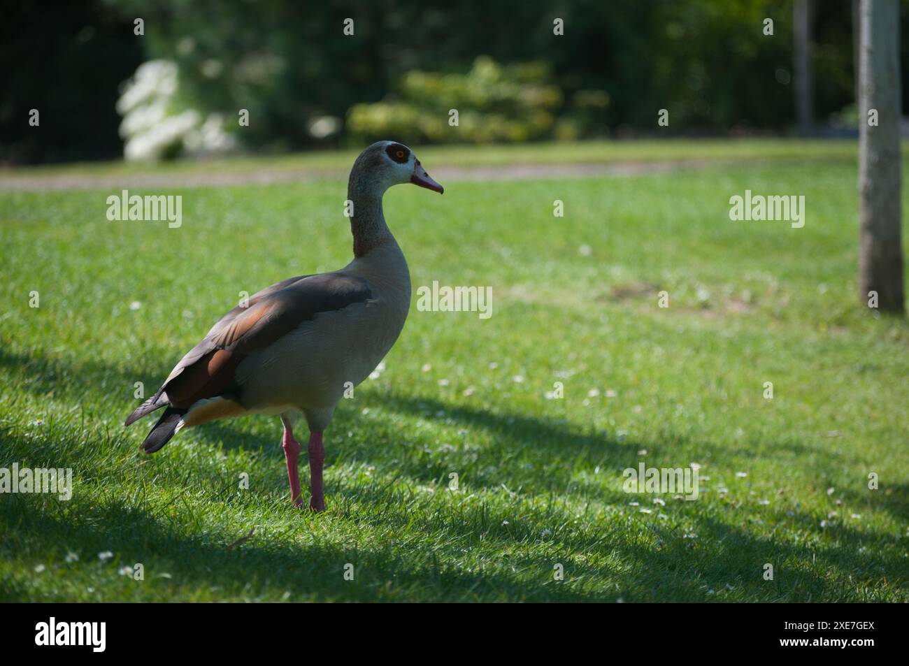 Ducks in the garden-Strasbourg Stock Photo