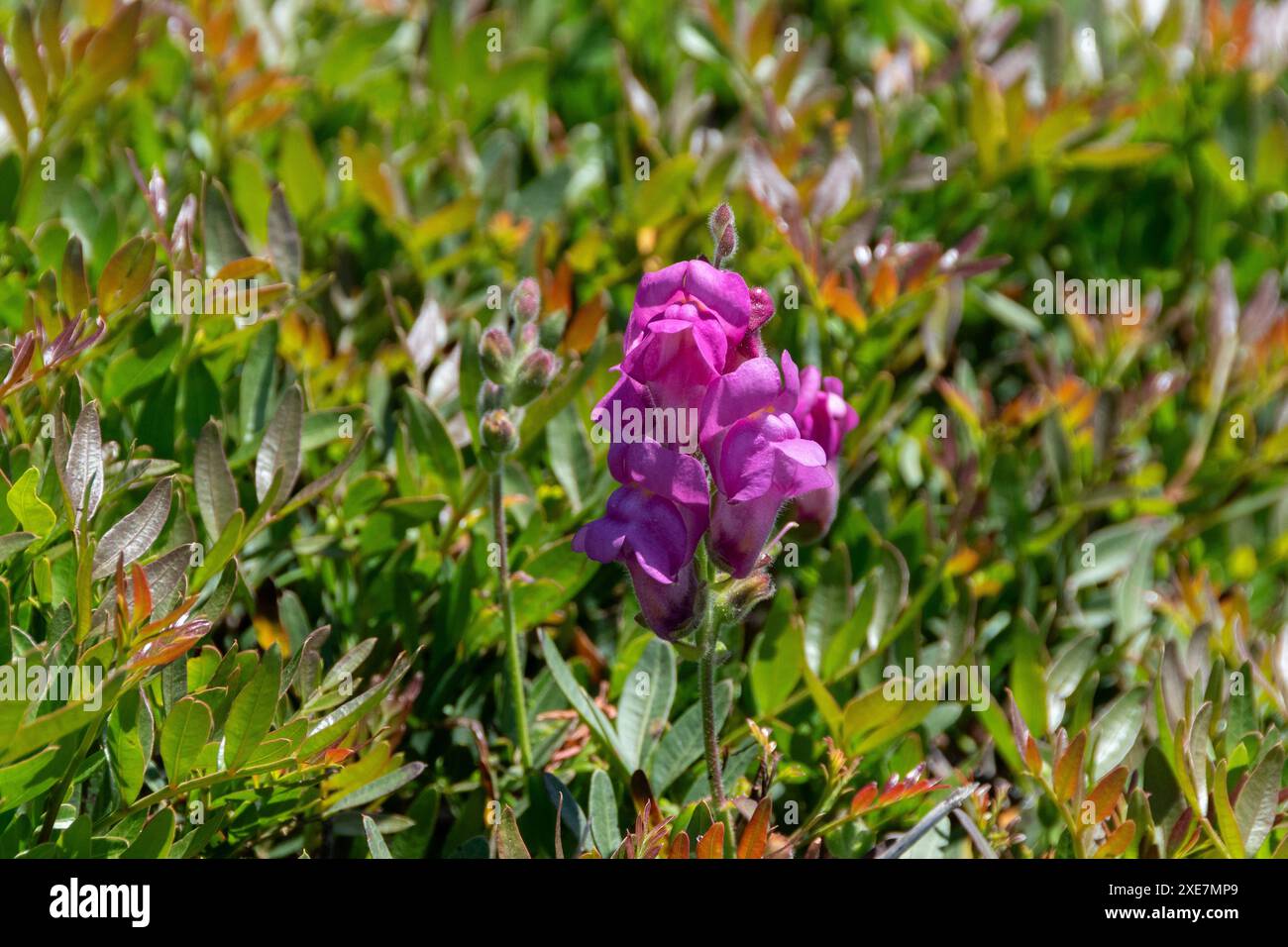 Primavera del sur hi-res stock photography and images - Alamy