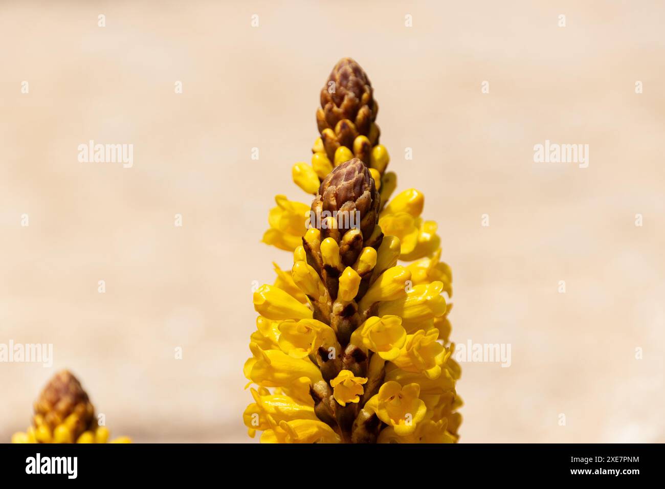 flora of the algarve region, portugal Stock Photo Alamy