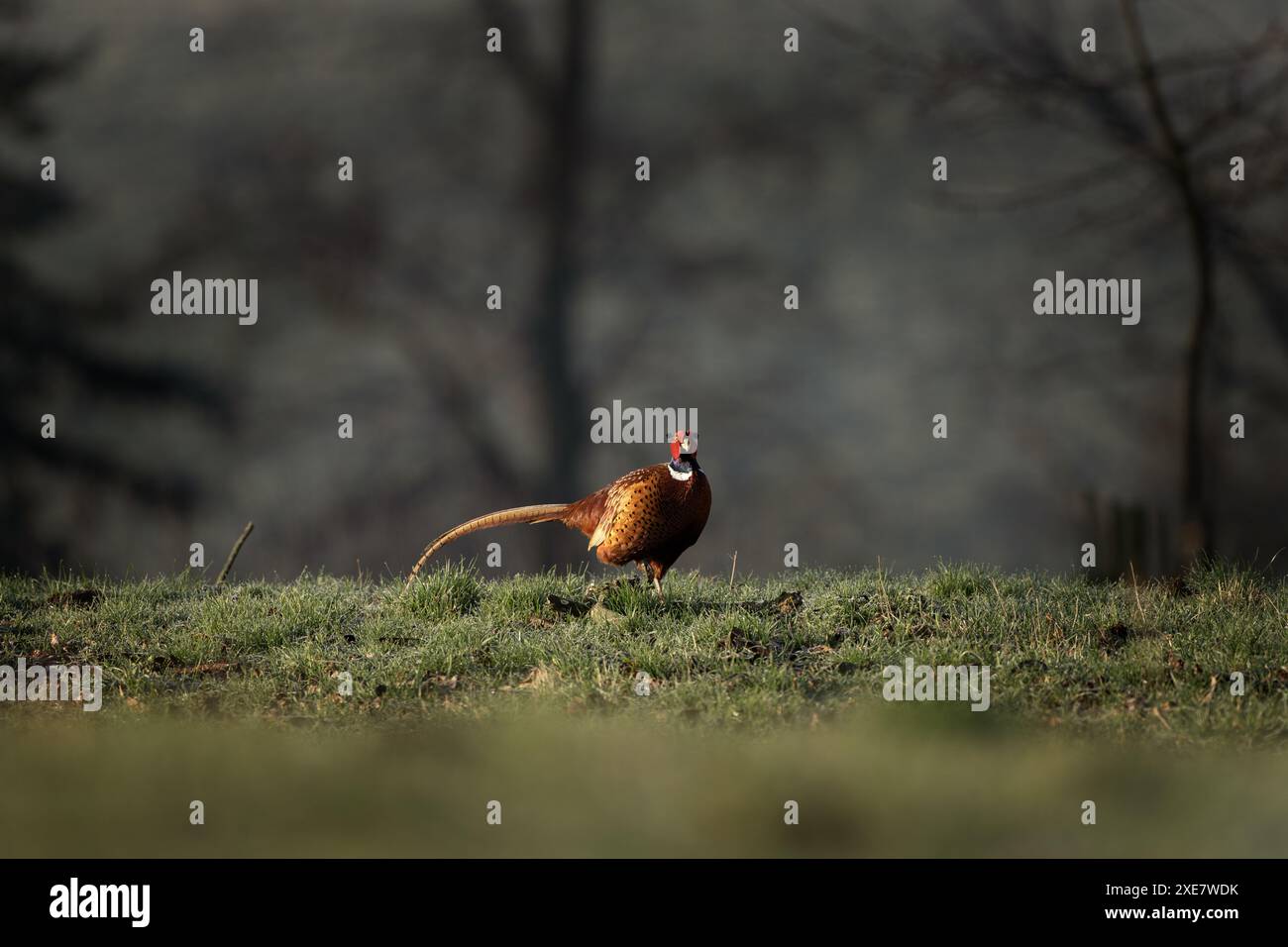 Common pheasant during spring mating. Male of pheasant on the meadow. Stock Photo