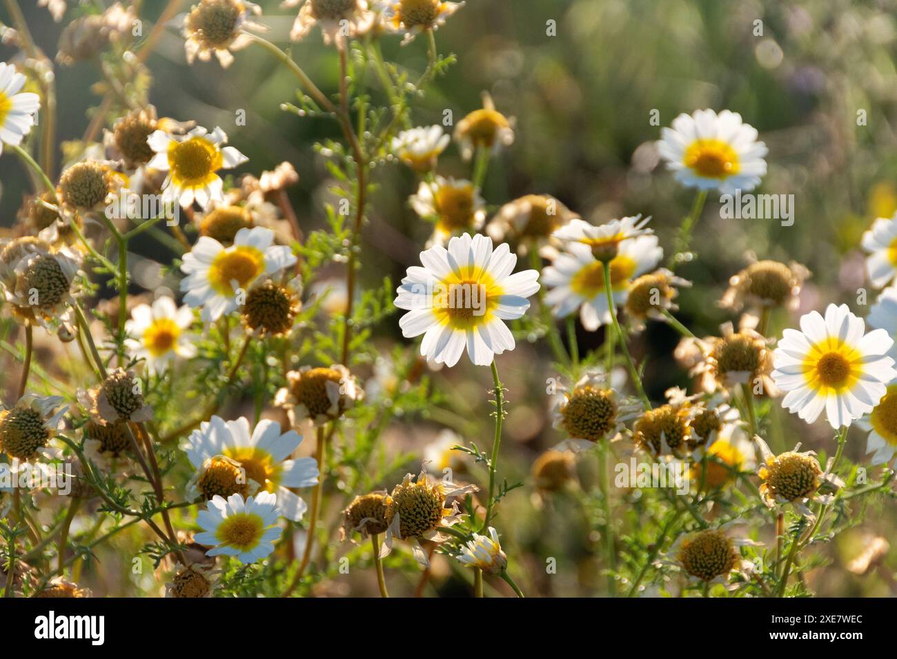 Campo de margaritas hi-res stock photography and images - Alamy, image size:1300x956
