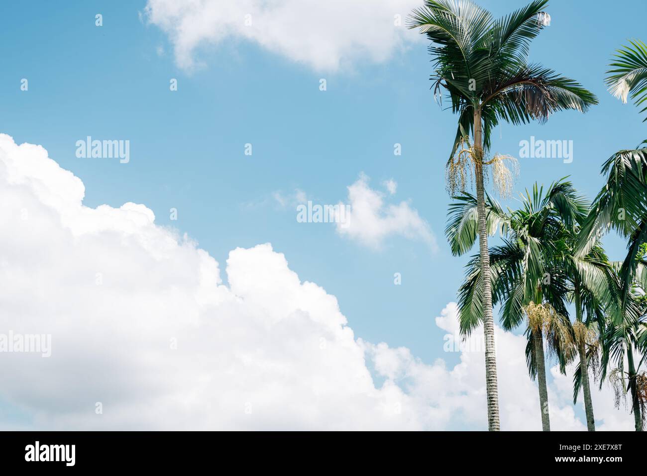 Palm trees at Taman Putra Perdana park in Putrajaya, Malaysia Stock ...