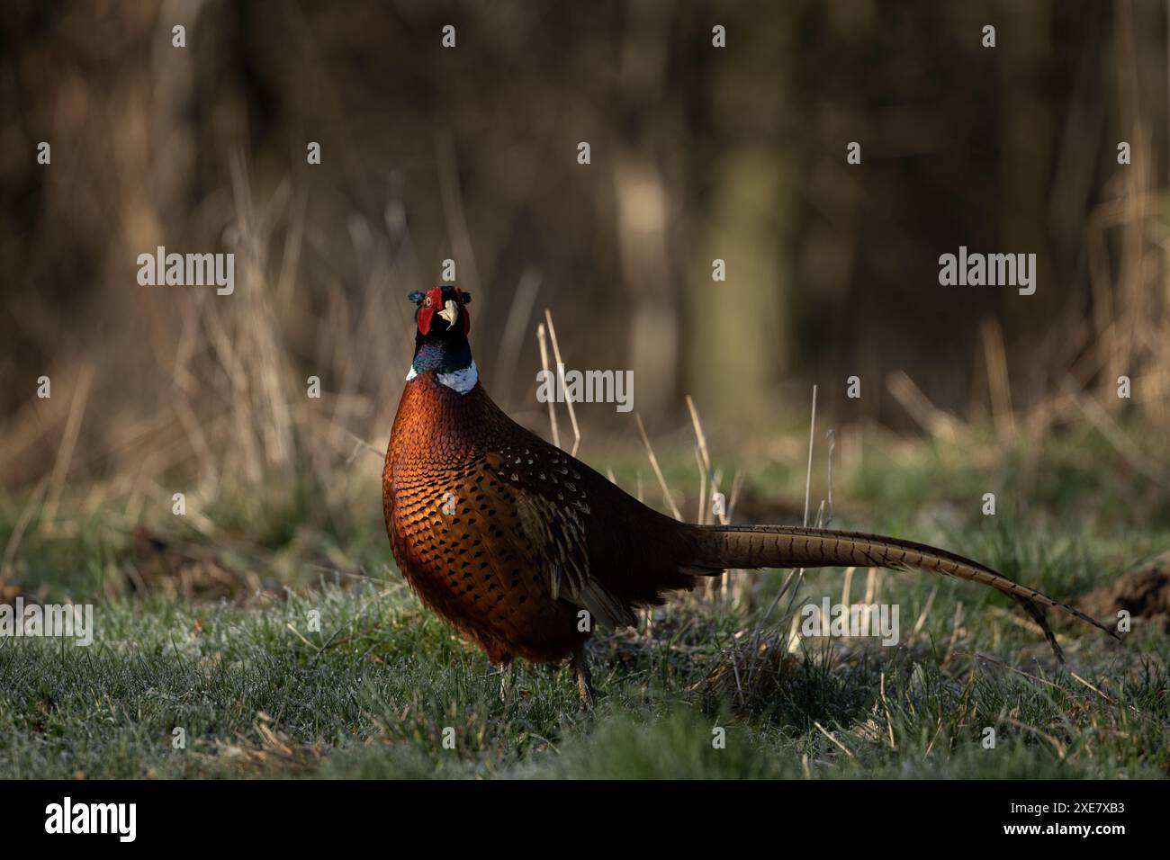 Common pheasant during spring mating. Male of pheasant on the meadow. Stock Photo