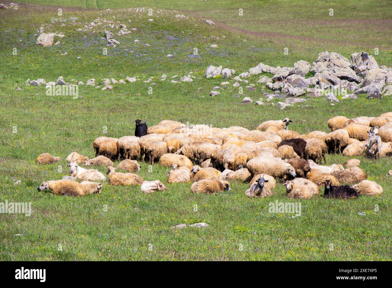 Sheep in the mountains of Georgia Stock Photo - Alamy