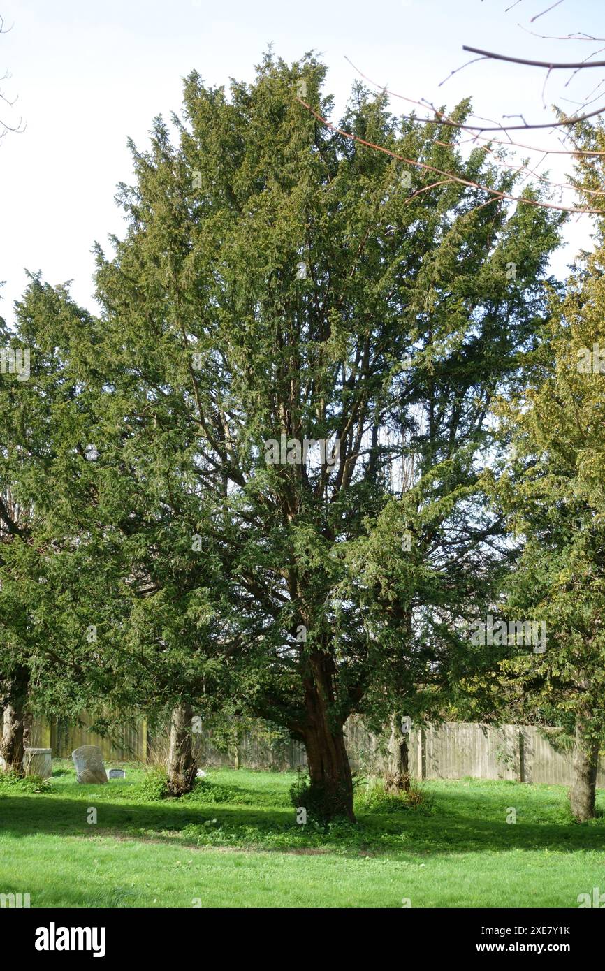 Yew tree (Taxus baccata) in a country churchyard among gravestones on a winter day. Kintbury, Berkshire, March Stock Photo