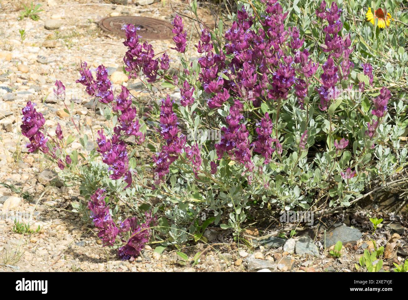 Giant Purple Sage Salvia pachyphylla 