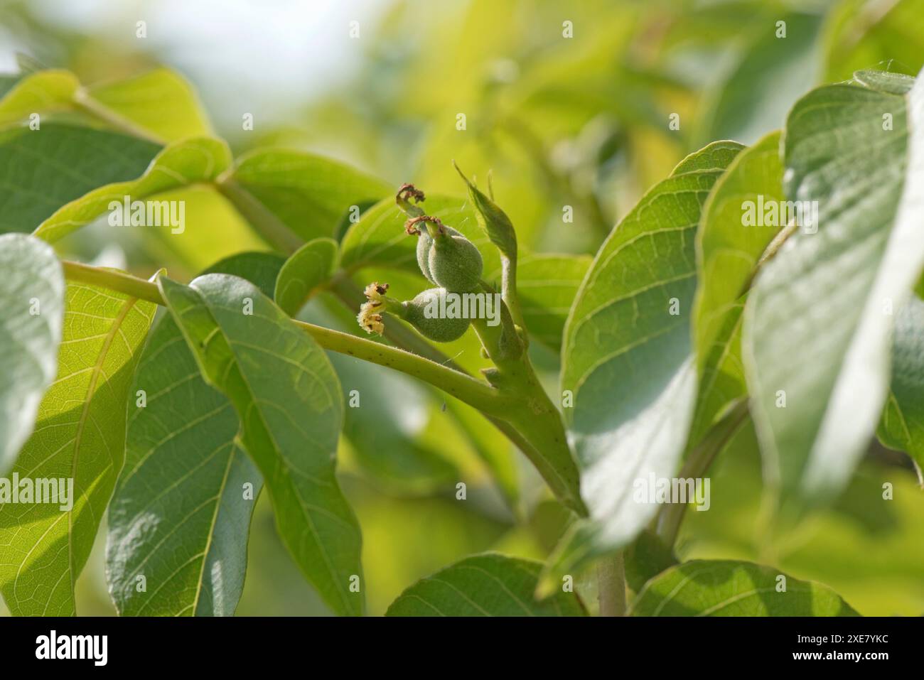Common or English walnut (Juglans regia) fertilized female flowers and young fruits and leaves in spring, Berkshire, May Stock Photo