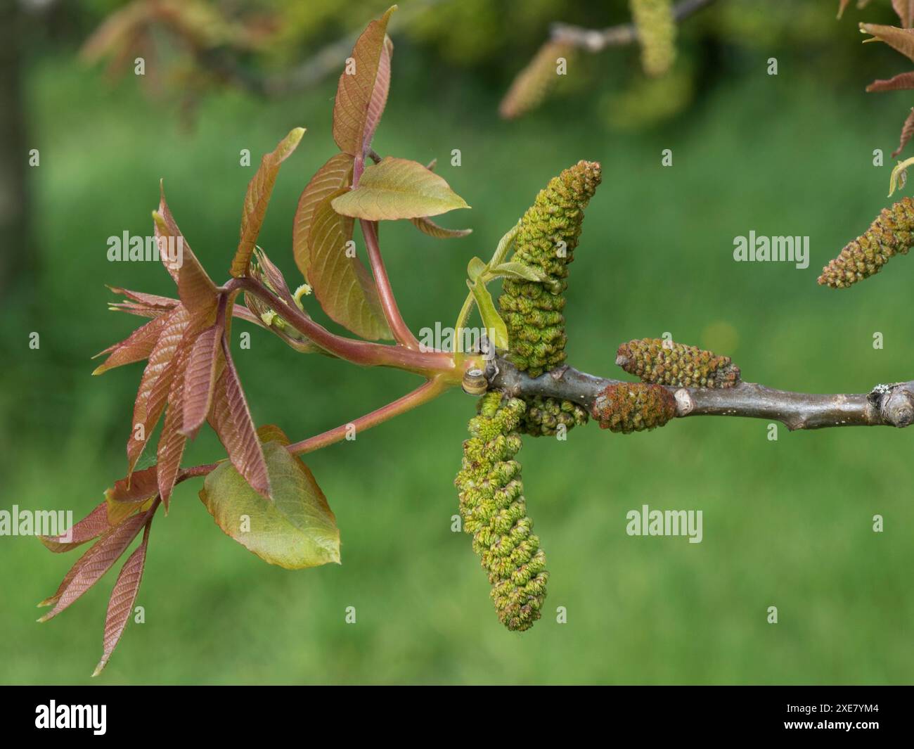 Male flowers of a Persian, common or English walnut (Juglans regia) with young bronze-coloured leaves in spring, Berkshire, April Stock Photo